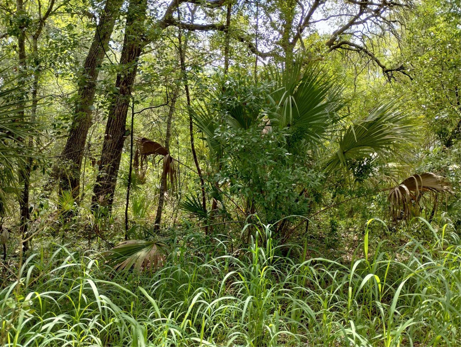 DOGWOOD WAY, Lady Lake, FL 32159