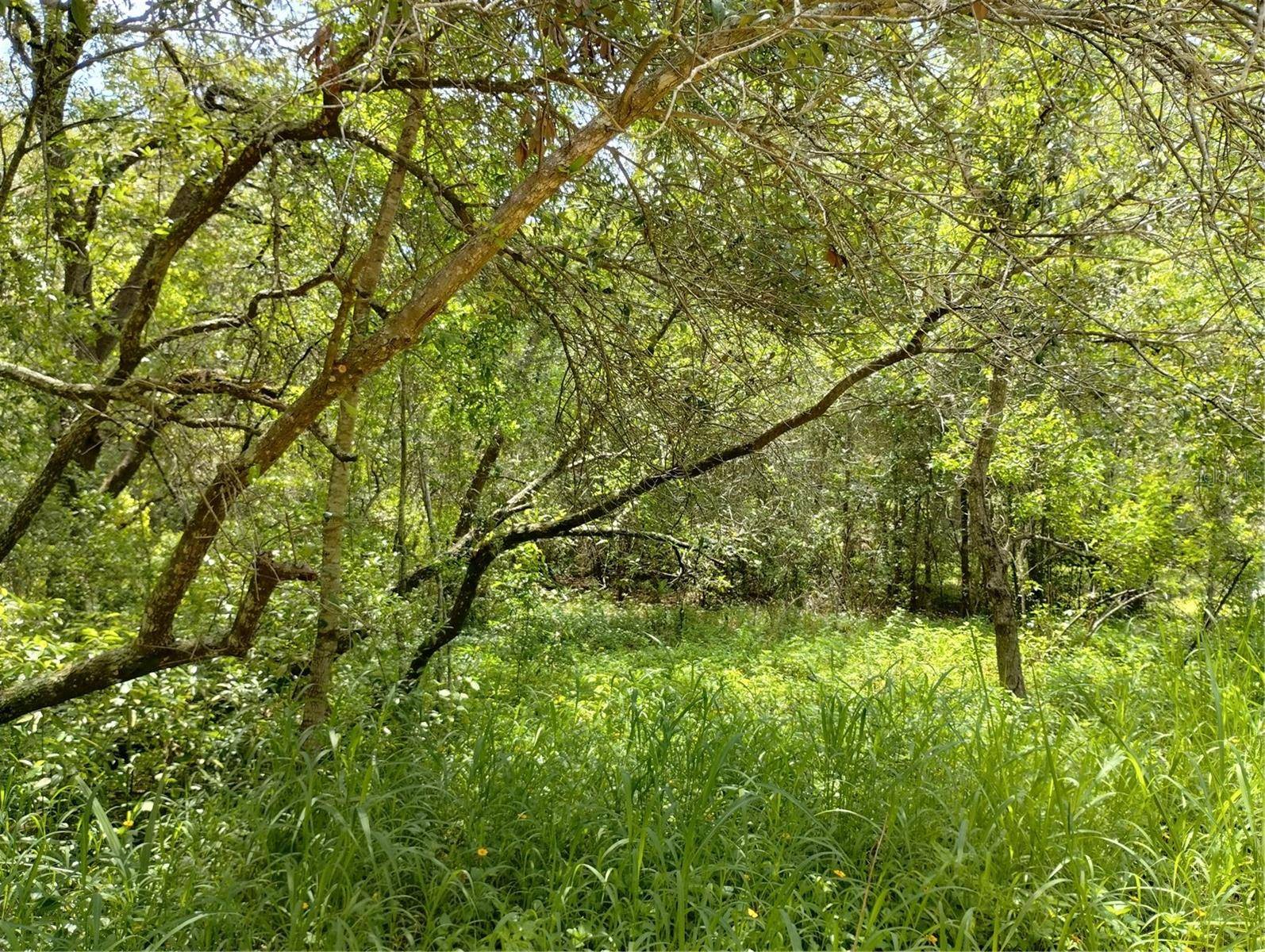 DOGWOOD WAY, Lady Lake, FL 32159