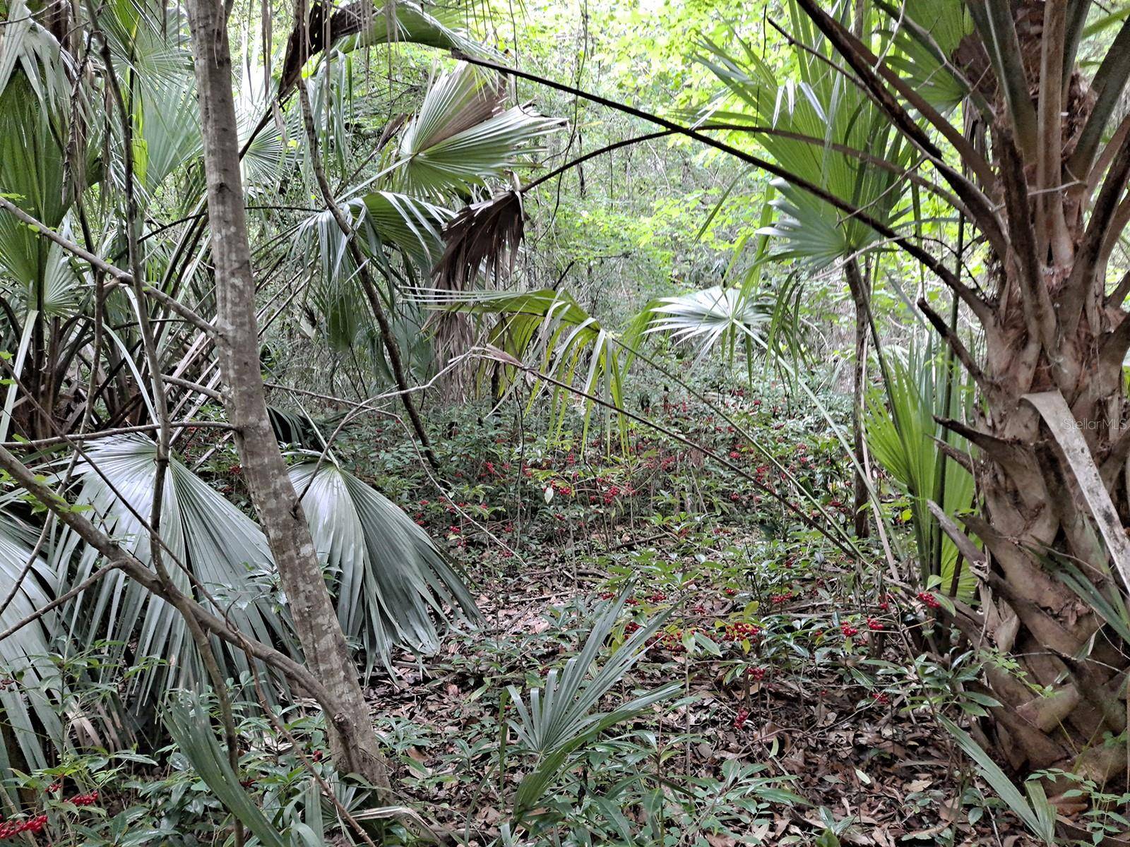 9550 NW 230 ST E, Micanopy, FL 32667