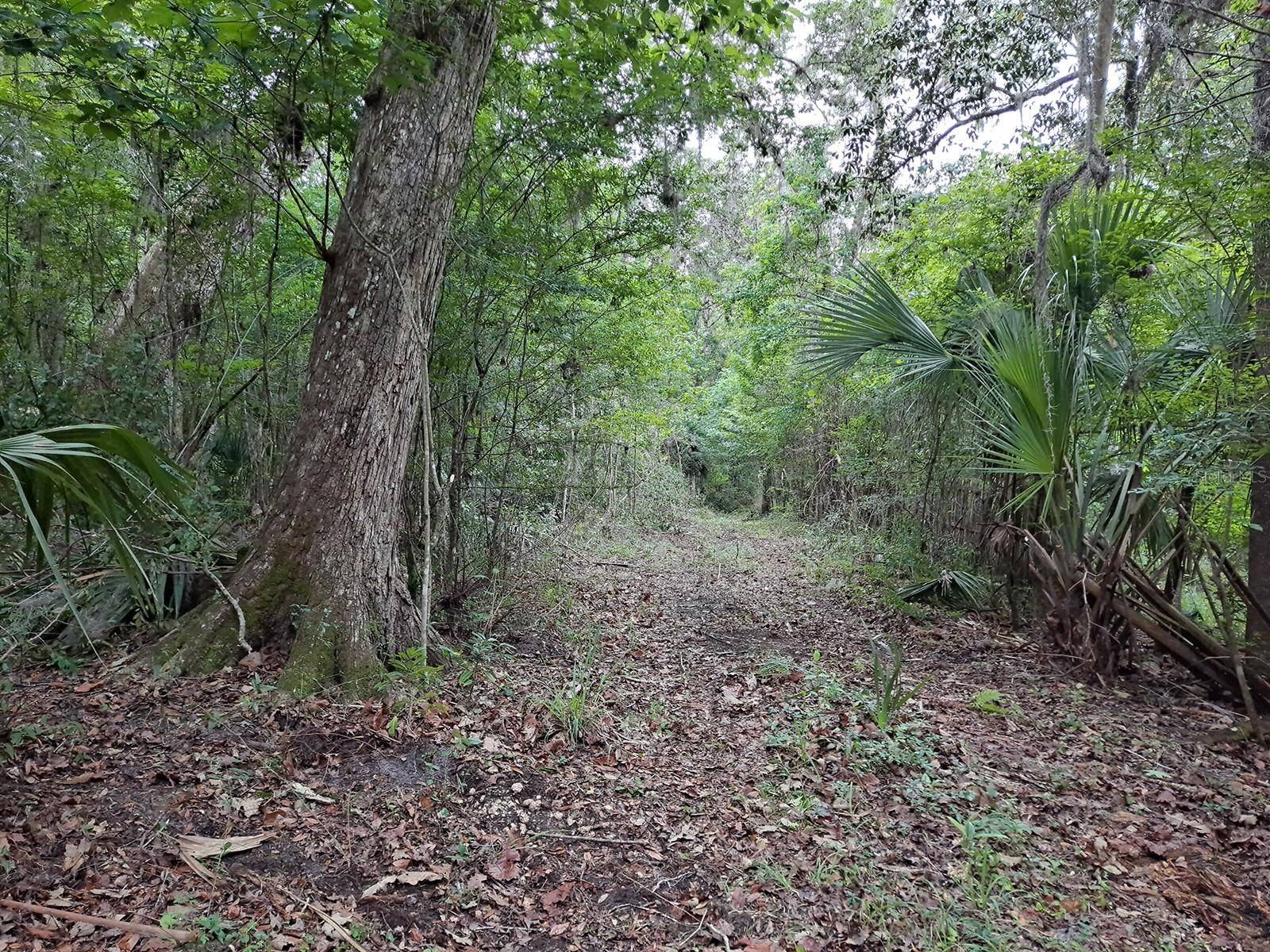 9550 NW 230 ST E, Micanopy, FL 32667