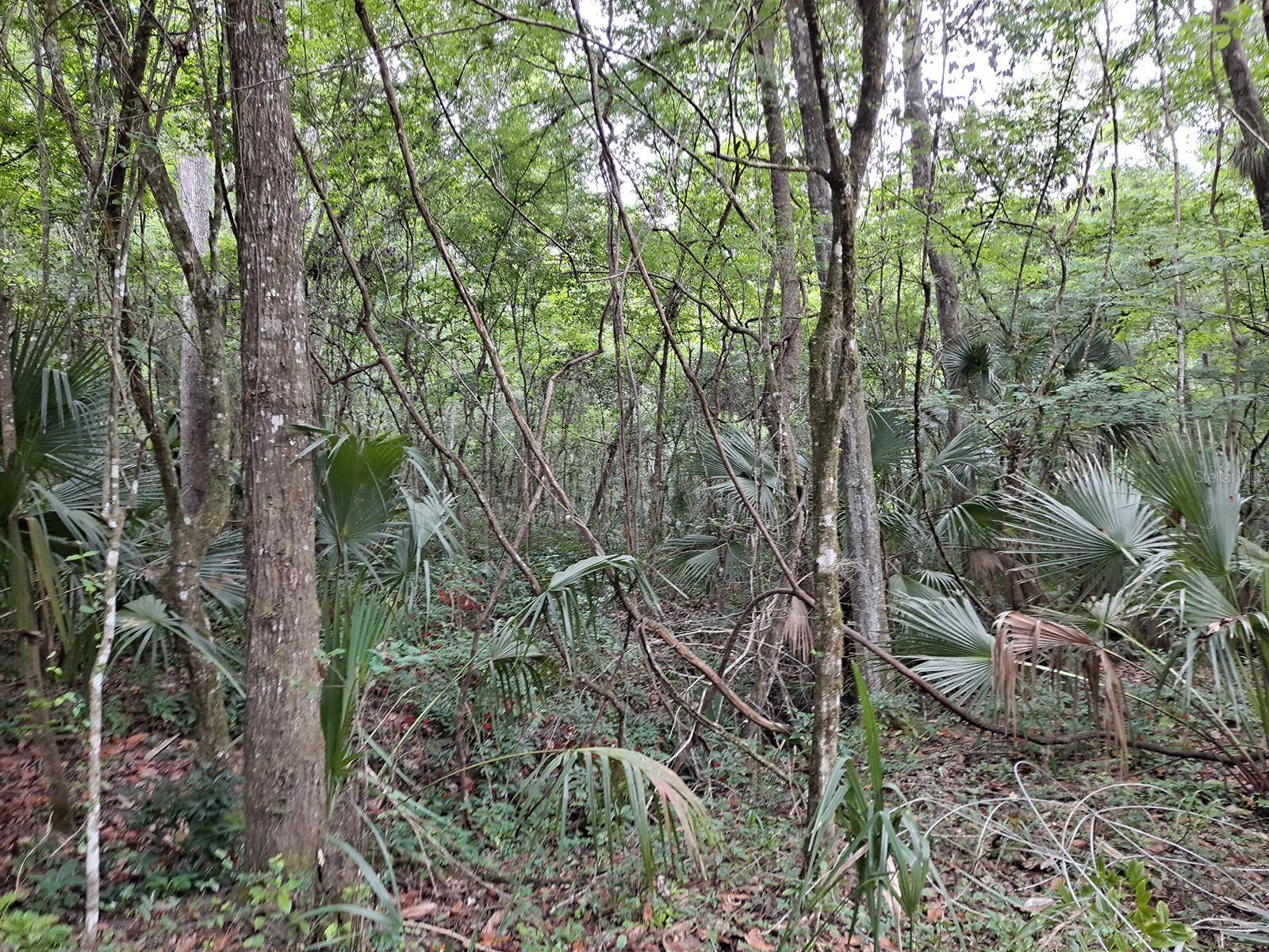 9550 NW 230 ST E, Micanopy, FL 32667