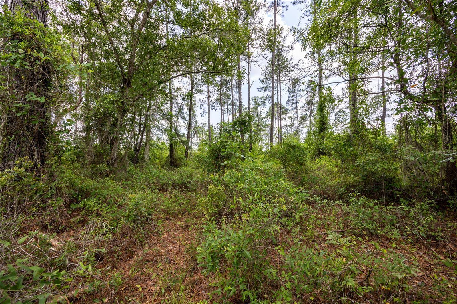 0 COUNTY ROAD 225, Waldo, FL 32694