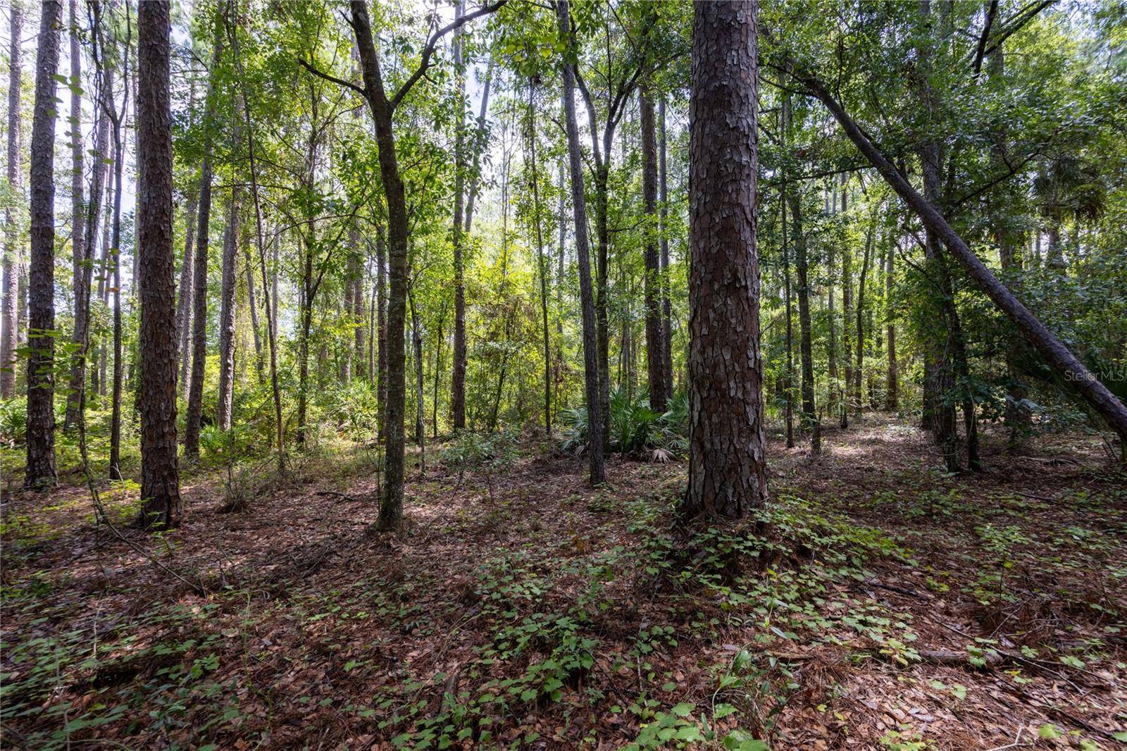 0 SE HAWTHORNE RD, Hawthorne, FL 32640