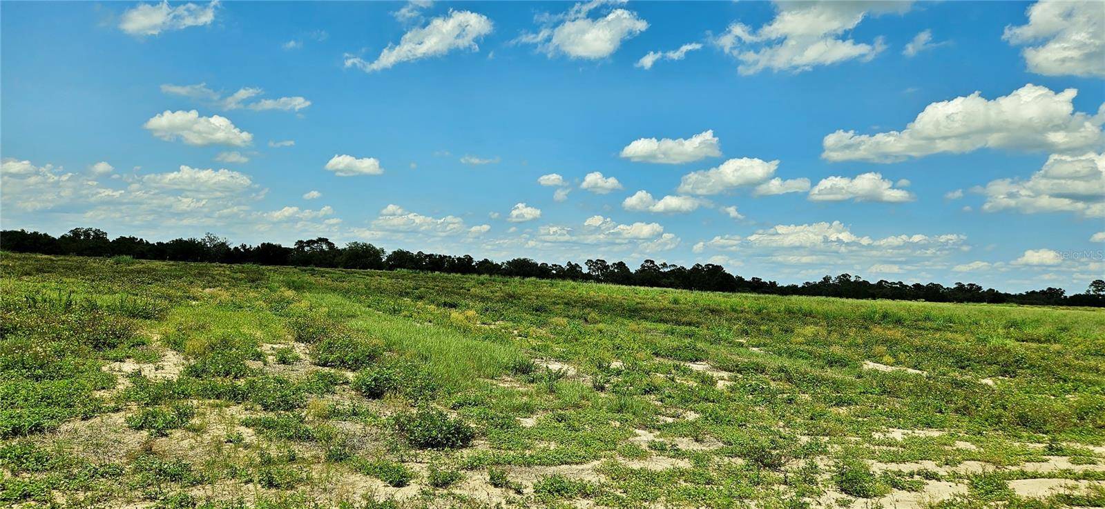 MAMMOTH GROVE RD, Lake Wales, FL 33898