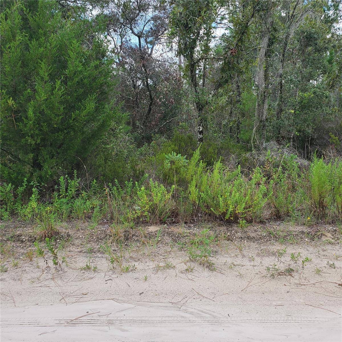 NE 66TH LN, Williston, FL 32696