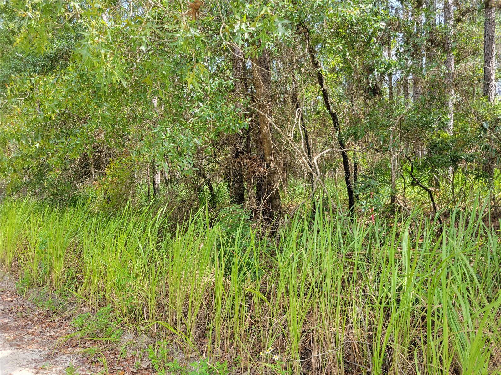 NE 78TH LN, Bronson, FL 32621