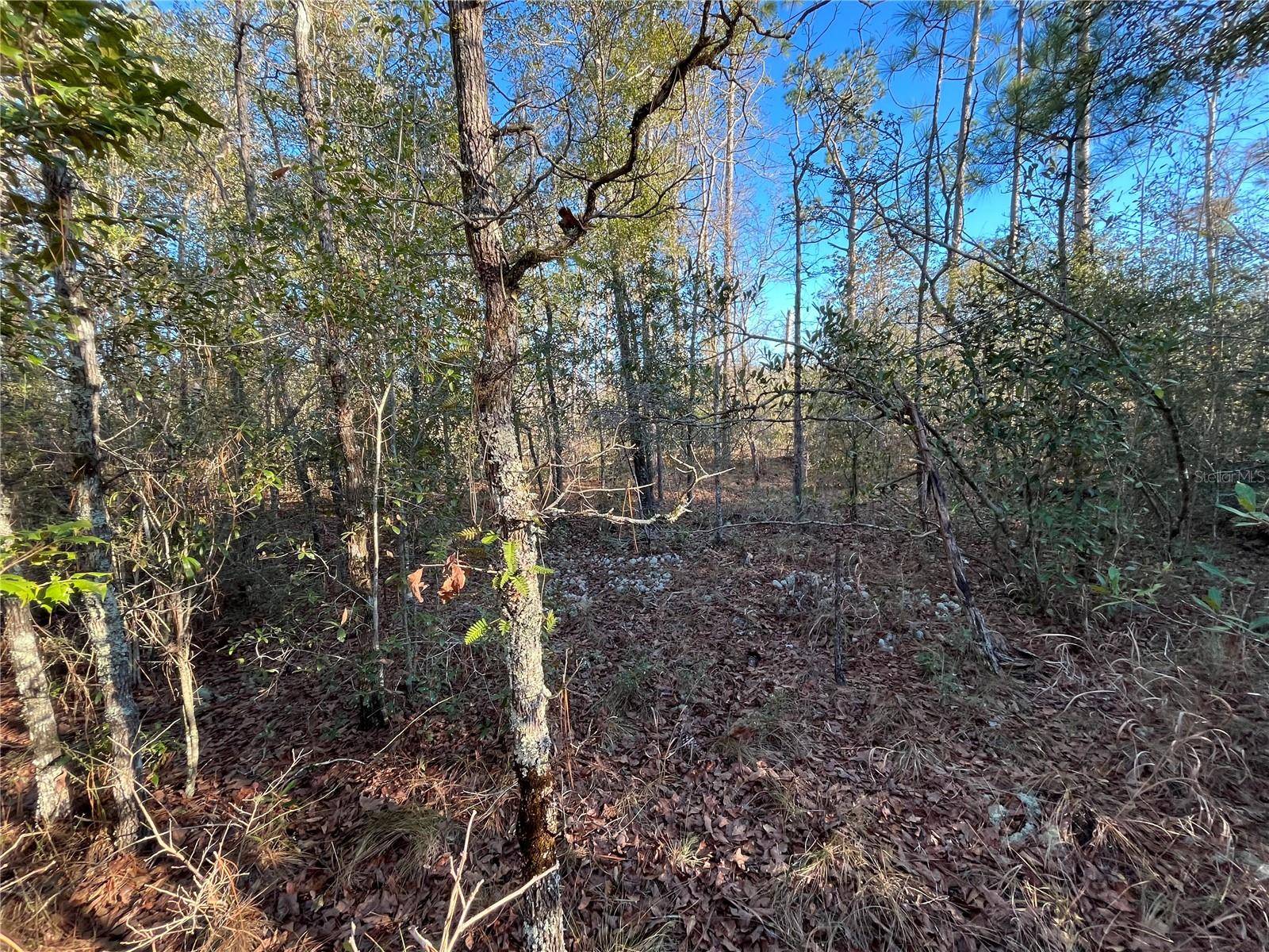 GOREVILLE AVE, Alford, FL 32420