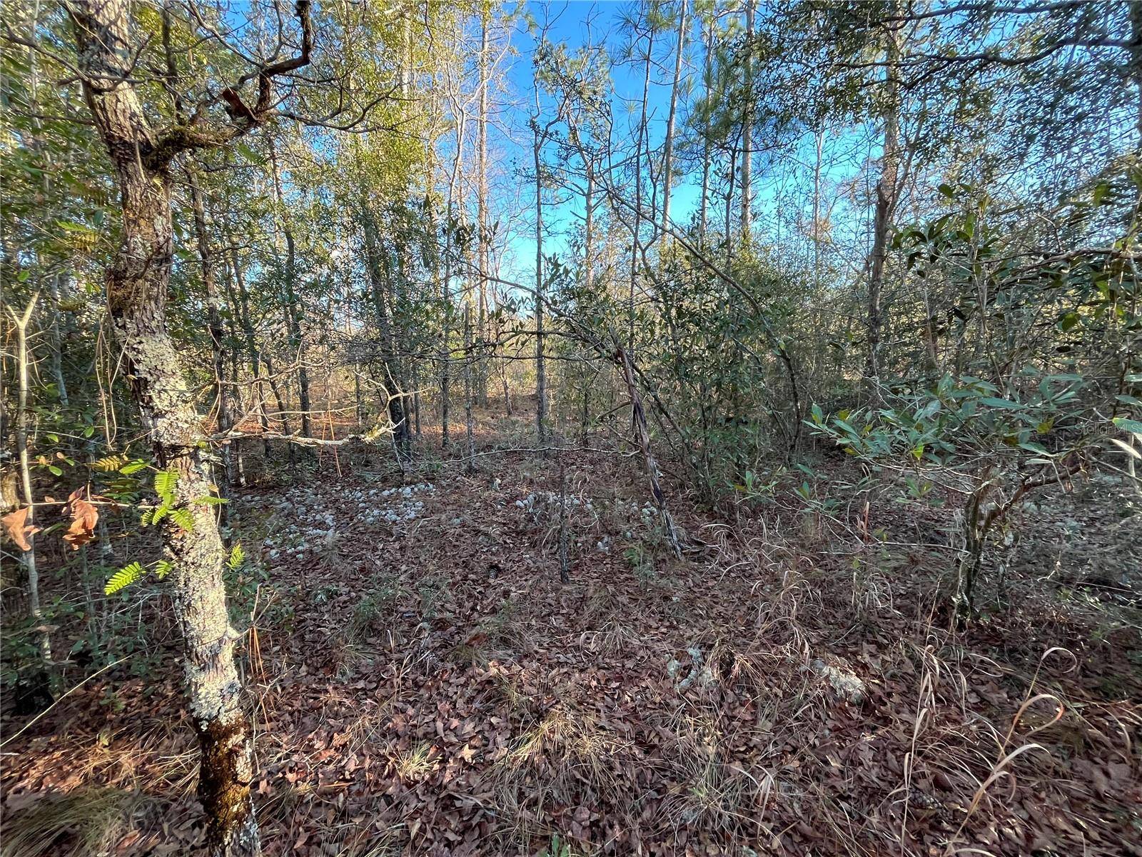 GOREVILLE AVE, Alford, FL 32420