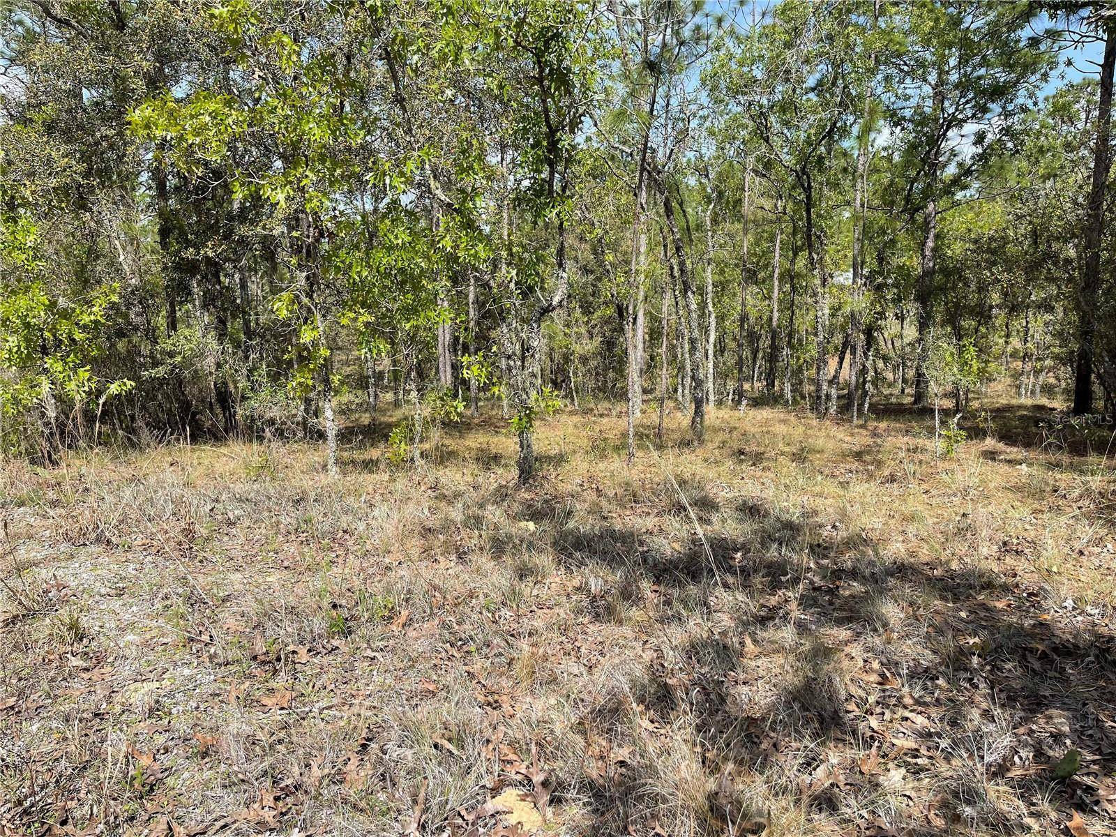 Lot 6 SE 2 ST, Williston, FL 32696