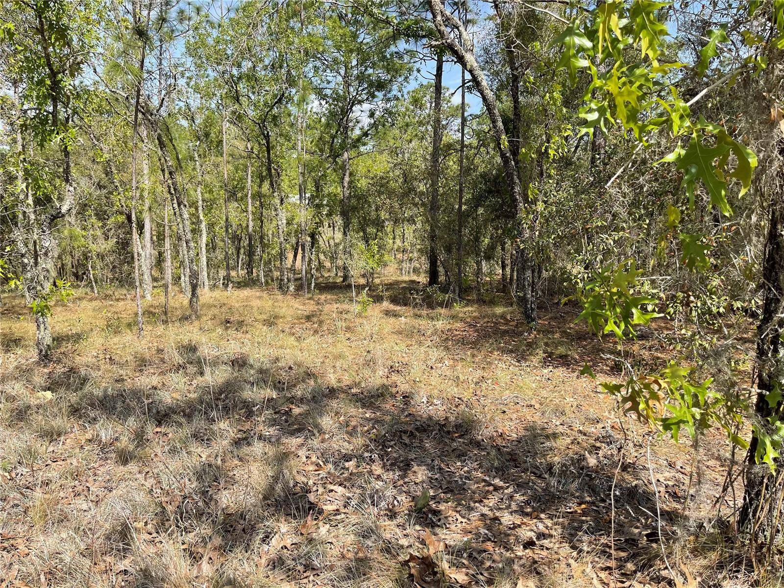 Lot 6 SE 2 ST, Williston, FL 32696