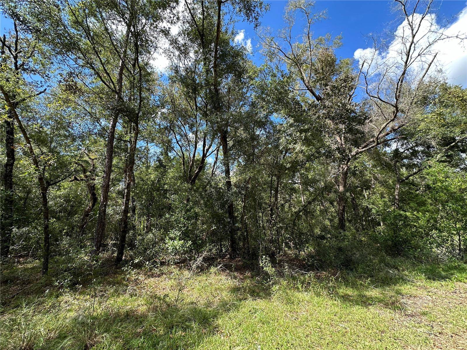 000 NE 156TH AVE, Williston, FL 32696