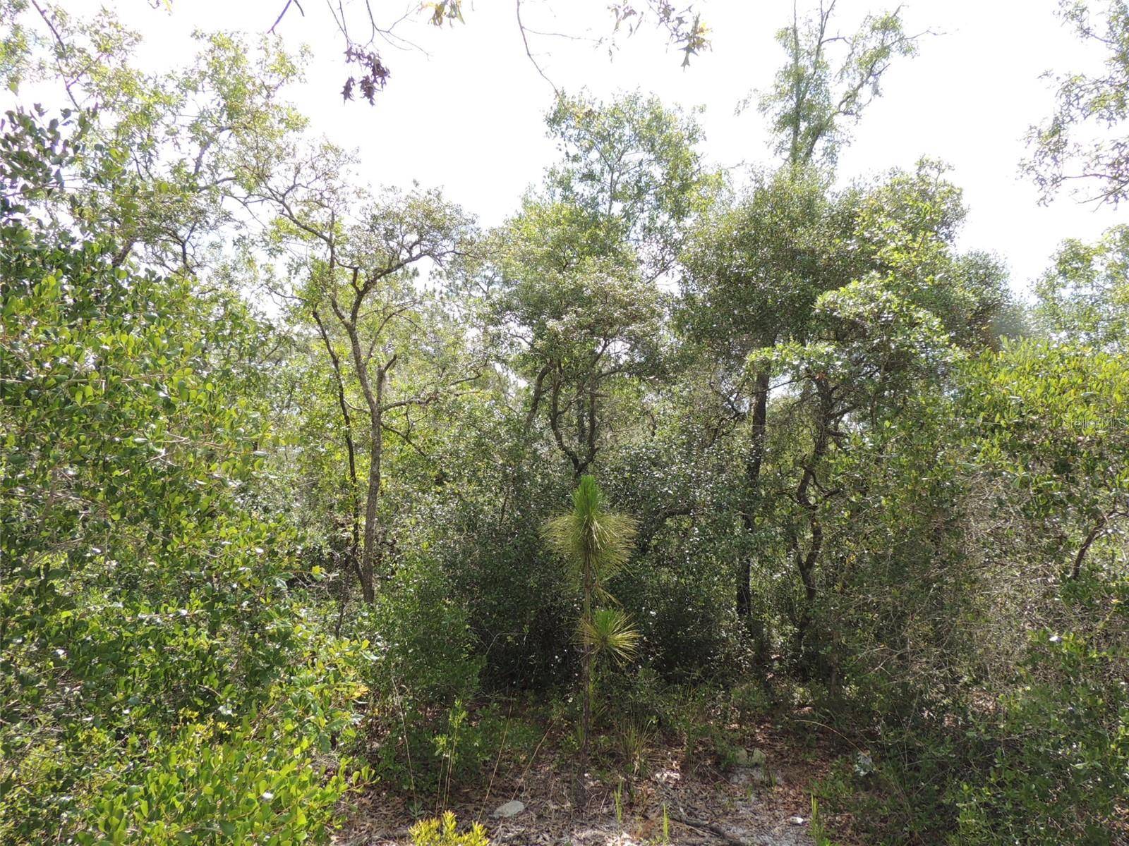 5551 SW 103RD CT, Cedar Key, FL 32625
