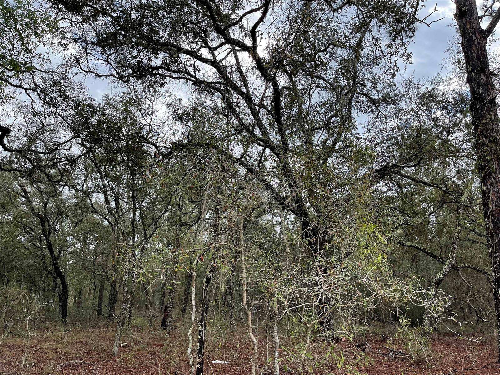 Lot 8 NE 120 AVE, Williston, FL 32696