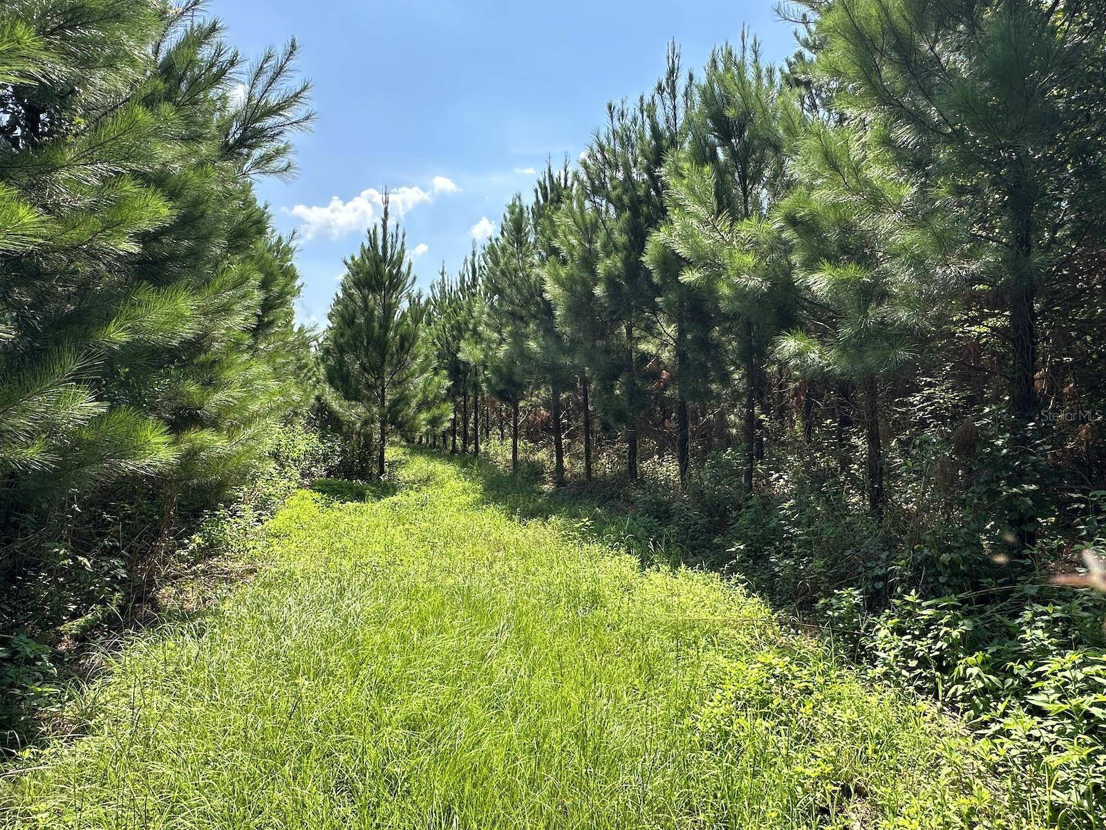 Parcel B NW 160TH AVE, Morriston, FL 32668