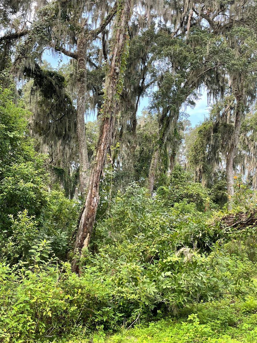 Parcel B NW 160TH AVE, Morriston, FL 32668