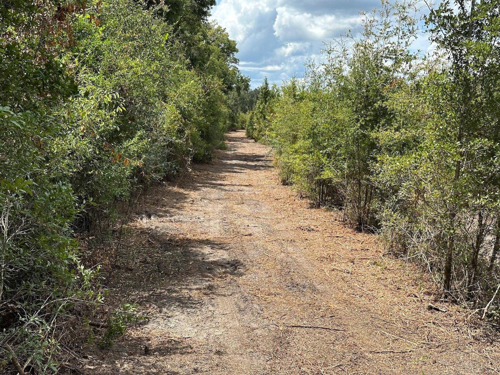 Parcel D NW 160TH AVE, Morriston, FL 32668