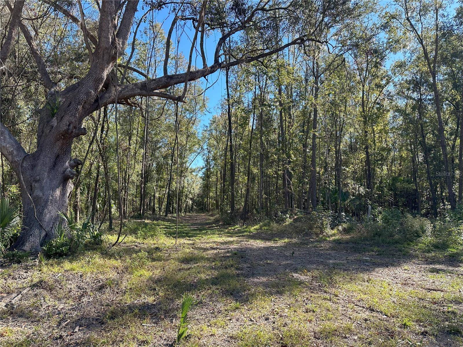 55ac W HWY 318, Reddick, FL 32686
