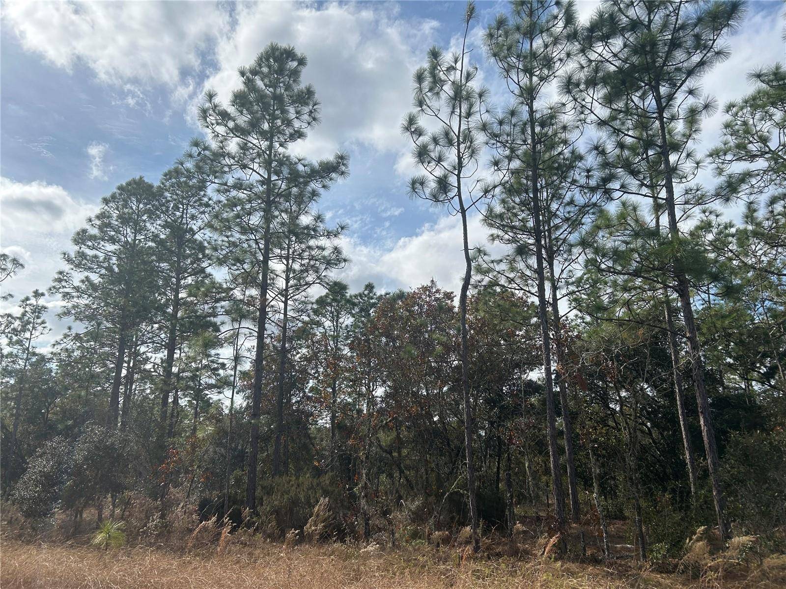 TBD NE 149TH CT, Williston, FL 32696