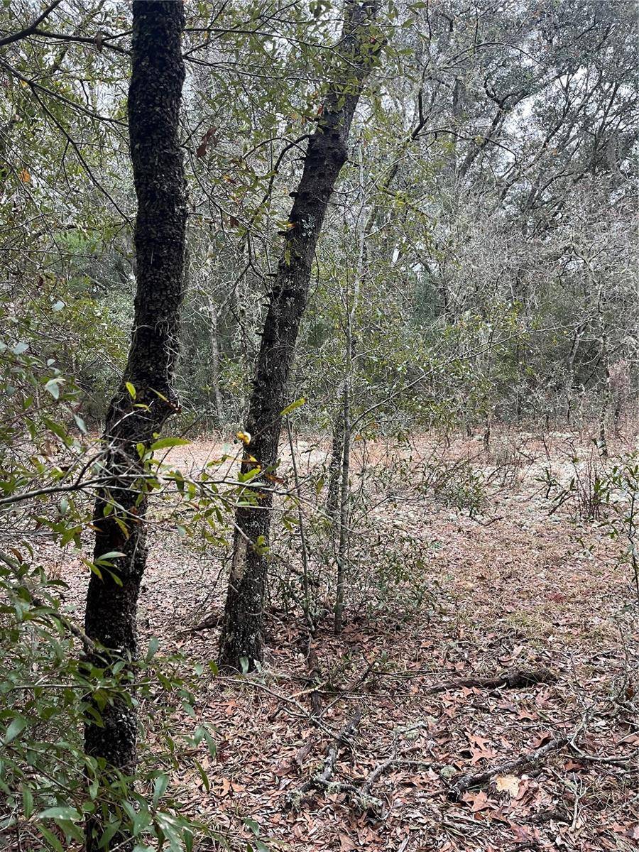 Lot 36 SW MONINES CT, Dunnellon, FL 34431
