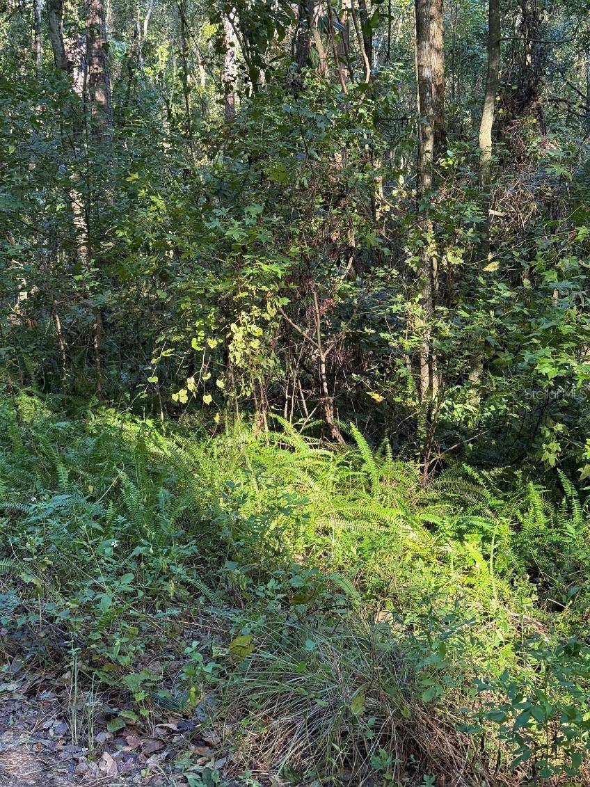 TBD SW 18TH PL, Ocala, FL 34481