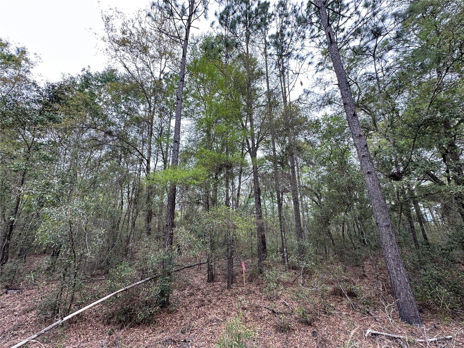 tbd NE 154TH AVE, Williston, FL 32696