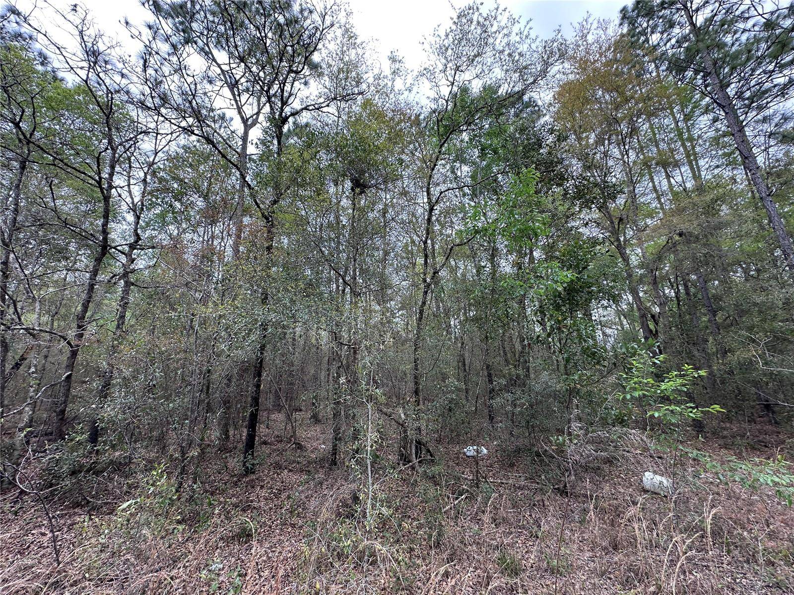 tbd NE 154TH AVE, Williston, FL 32696