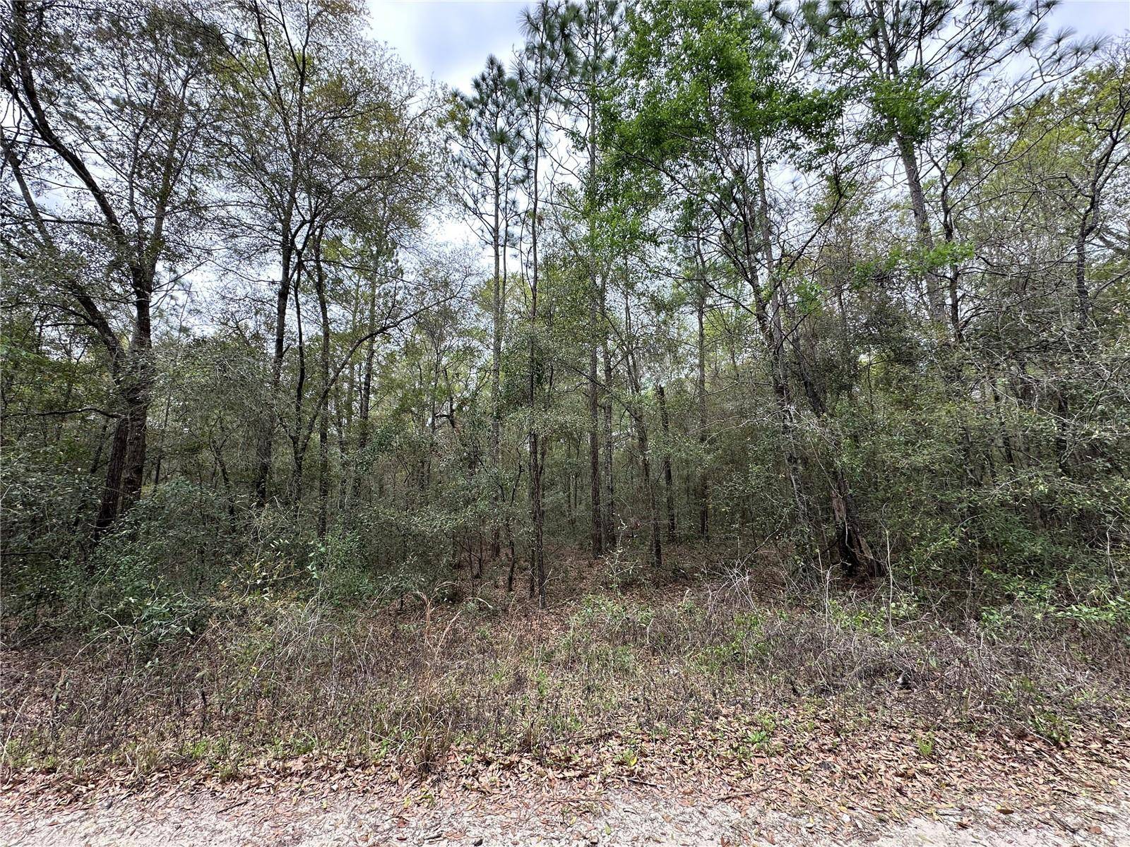 176 NE 155TH CT, Williston, FL 32696