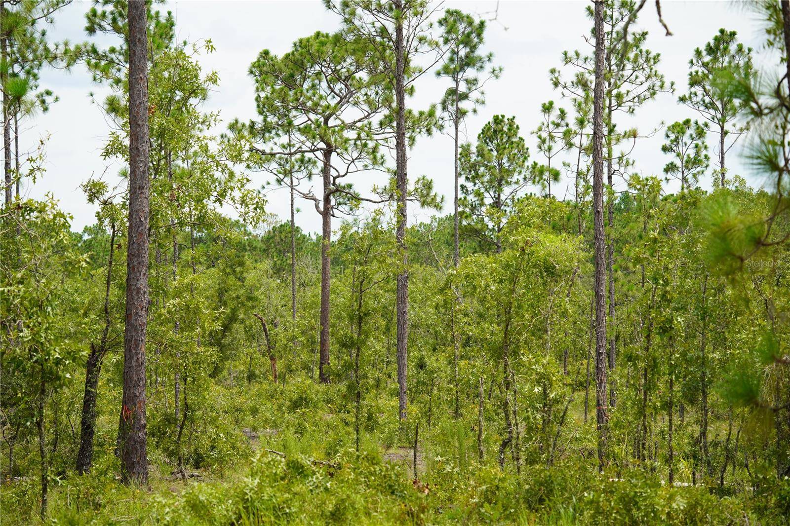 SE STATE ROAD 121 LOT C & D, Morriston, FL 32668