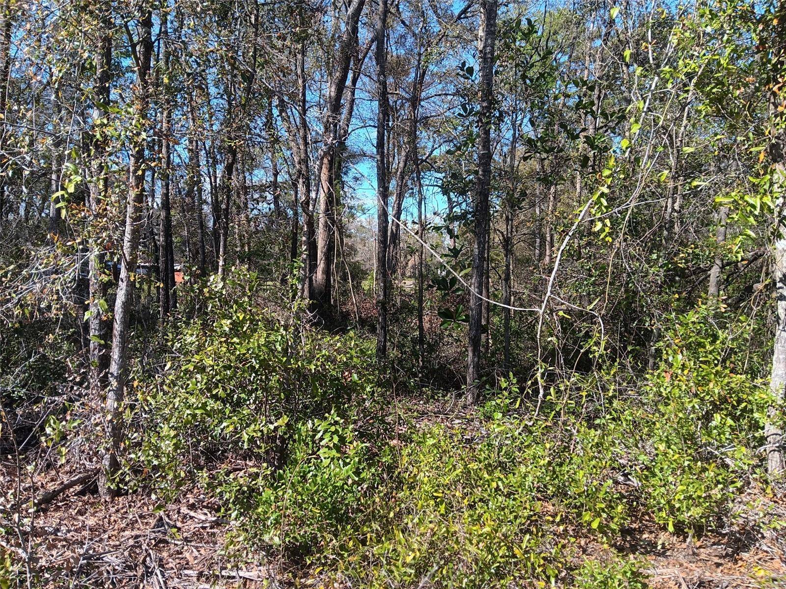 155 PALM DR, Bronson, FL 32621