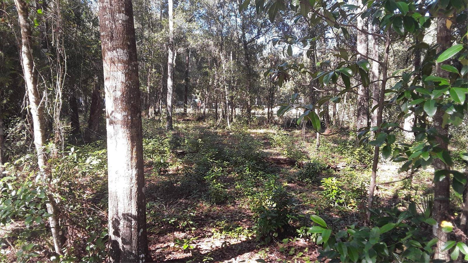 0 SE 204TH CT, Umatilla, FL 32784