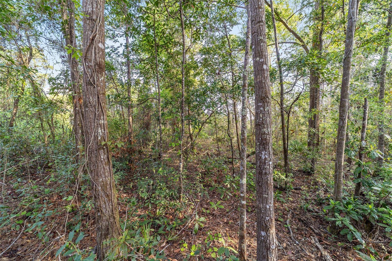 475 FISHER RD, Ocklawaha, FL 32179