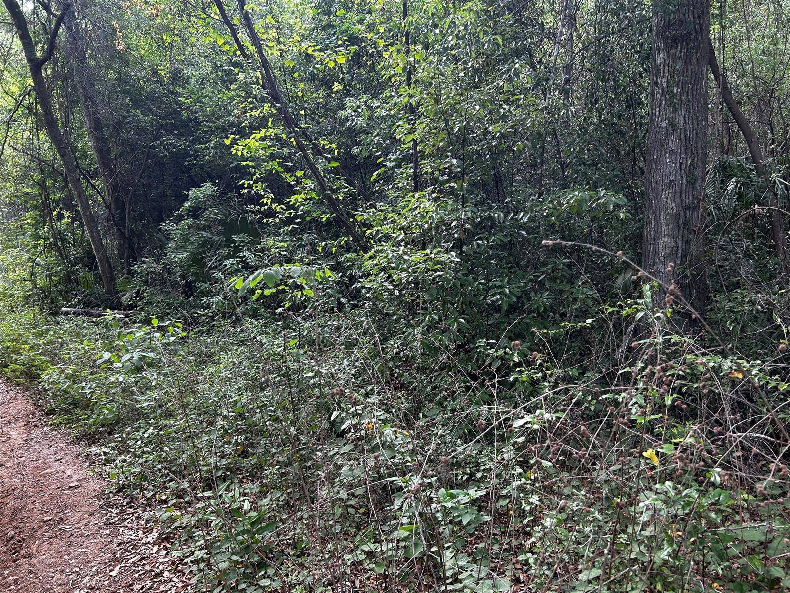 TBD NW 123RD PL, Citra, FL 32113