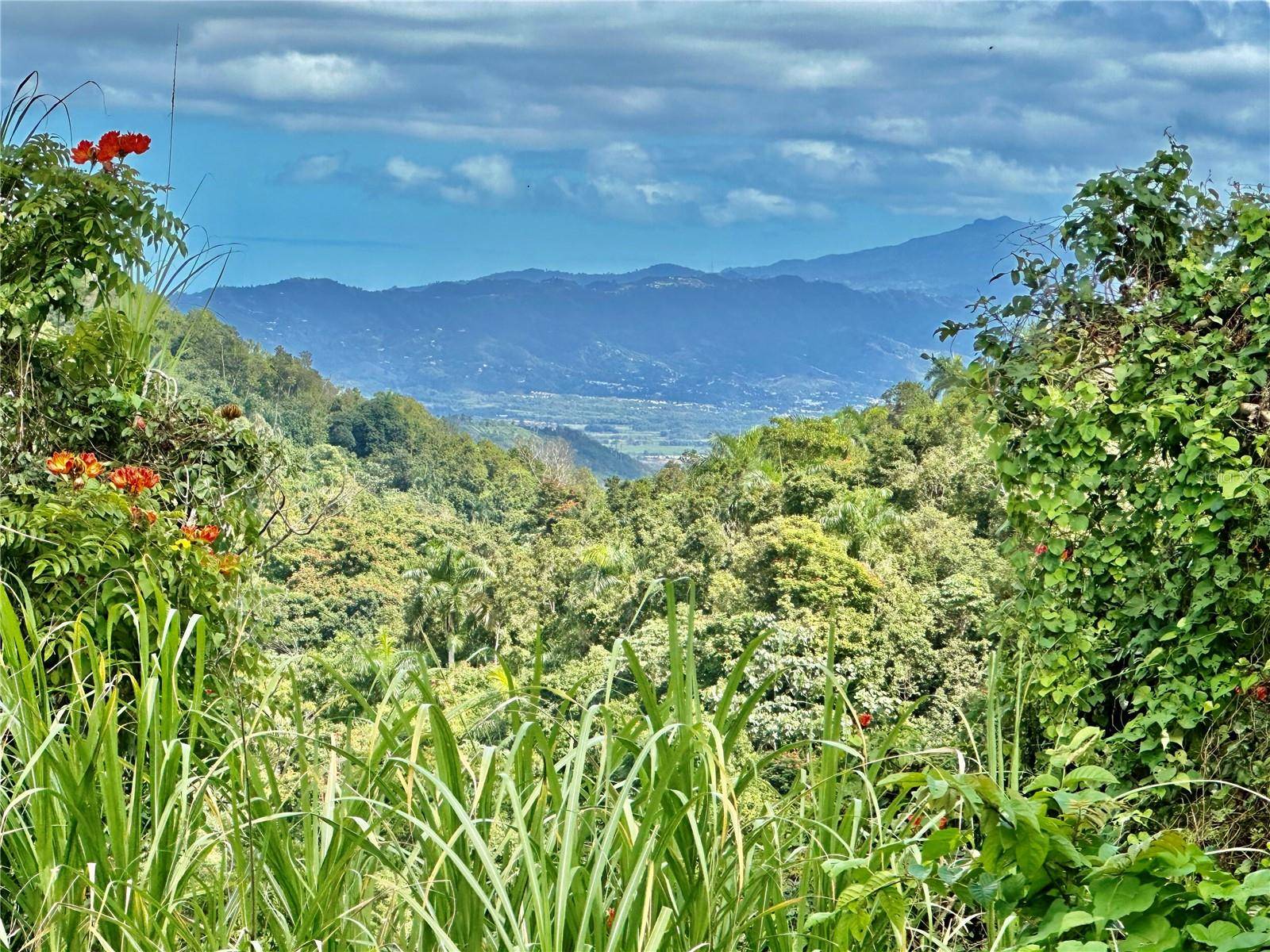 ROAD 785 KM.HM 4 BARRIO CAGUITAS, Aguas Buenas, PR 00703