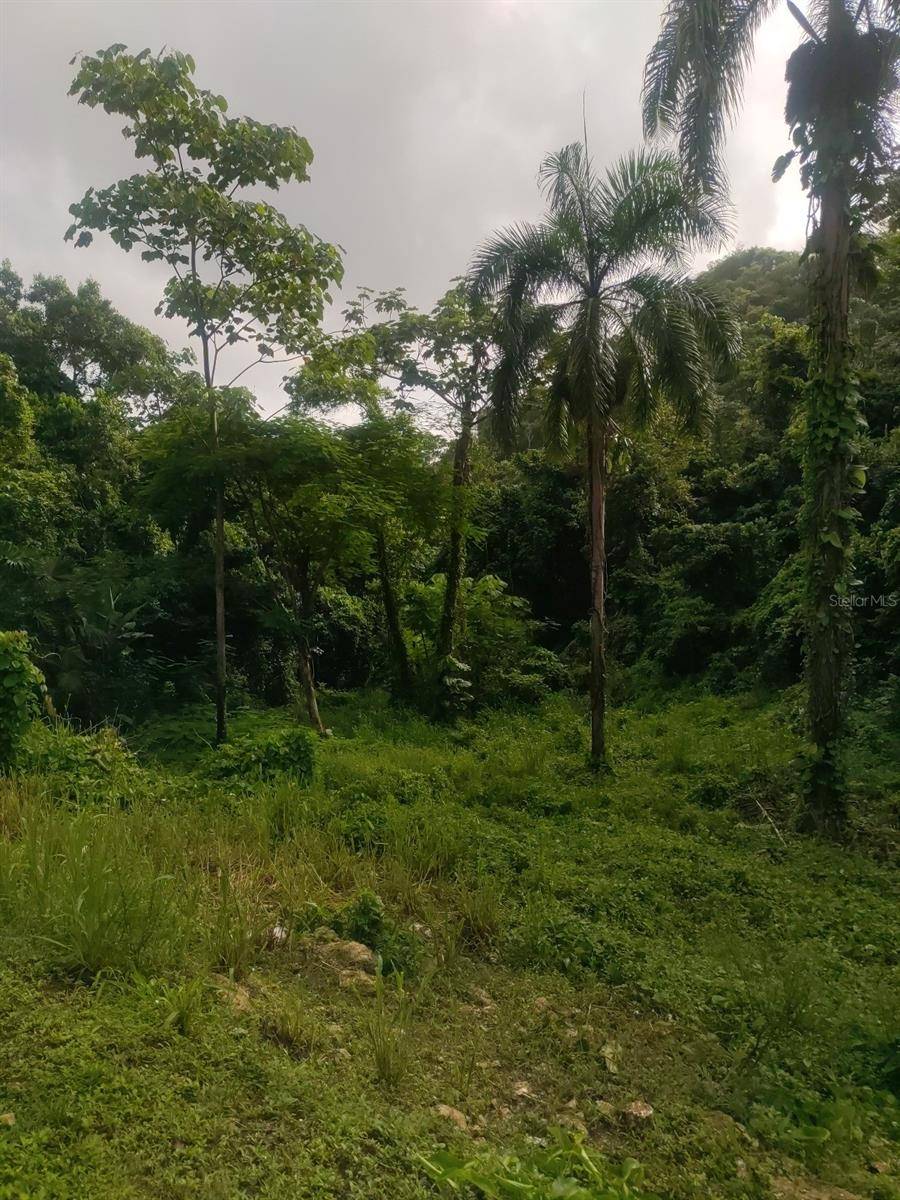 CARR 821 KM 1.9, Corozal, PR 00783