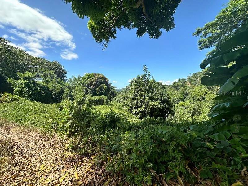 Road PR-140 km 34.2 BARRIO DON ALONSO, Utuado, PR 00641