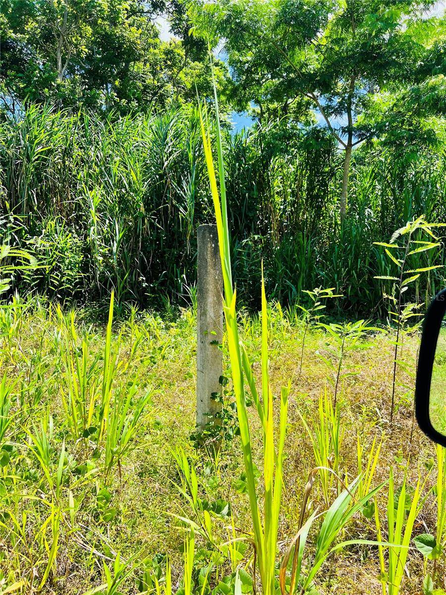 857 CARRETERA, Carolina, PR 00987