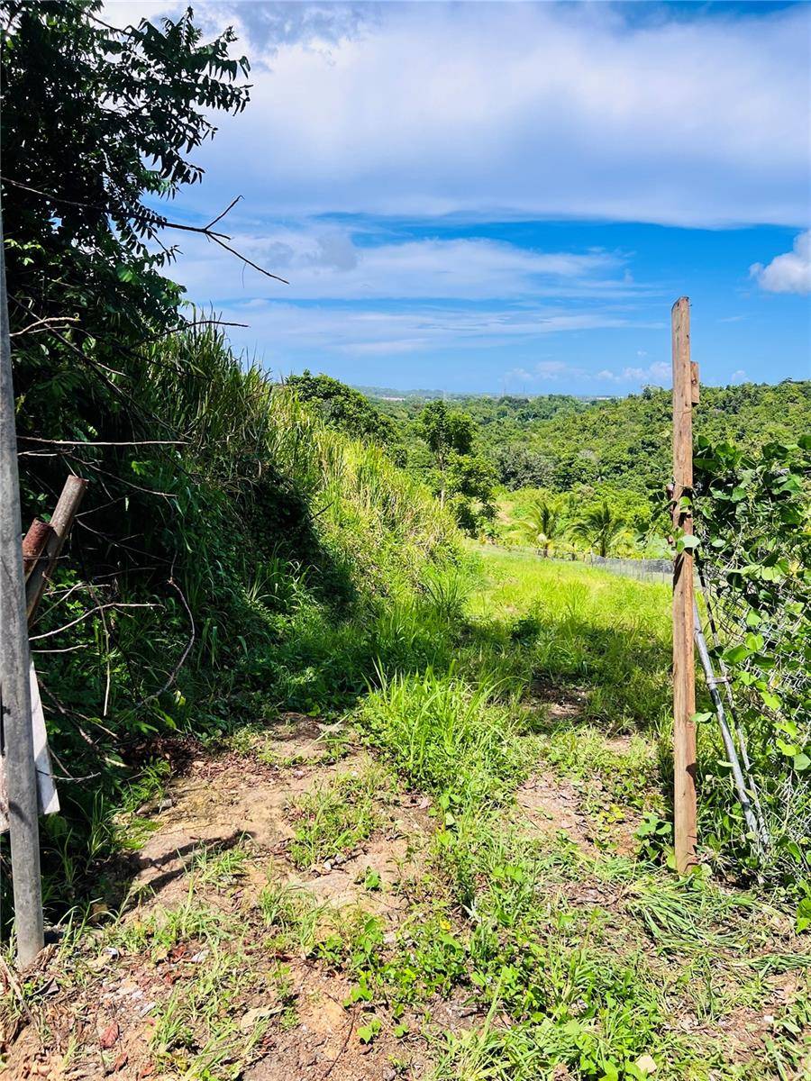 857 CARRETERA, Carolina, PR 00987