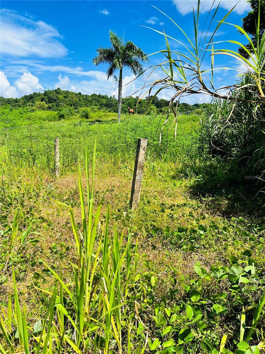 857 CARRETERA, Carolina, PR 00987