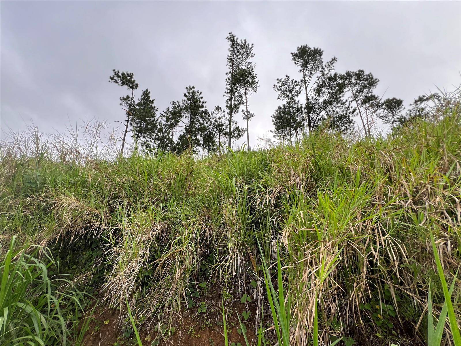 KM 0.2 INT Bo. Helechal PR 152, Barranquitas, PR 00794
