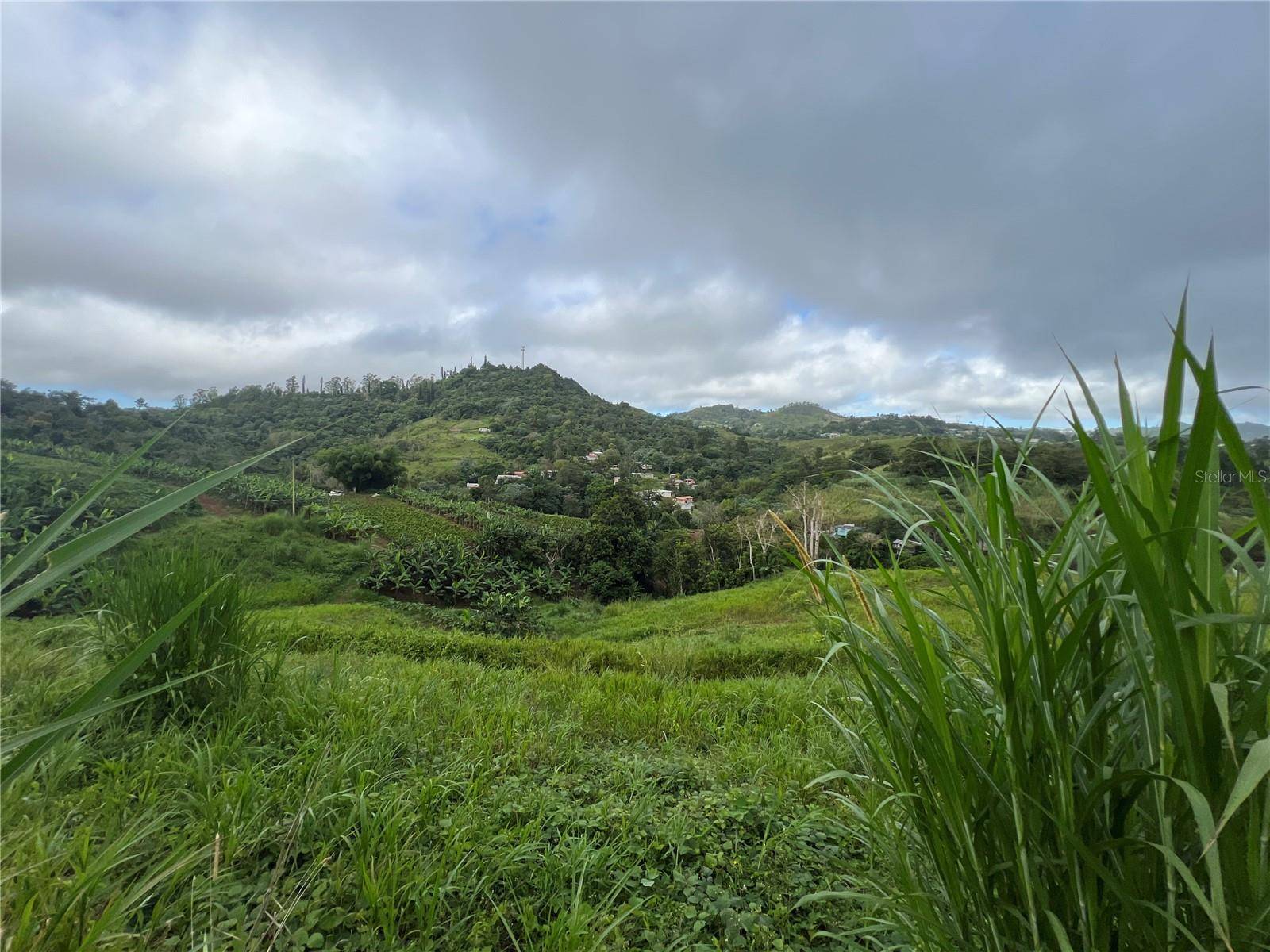 KM 0.2 INT Bo. Helechal PR 152, Barranquitas, PR 00794