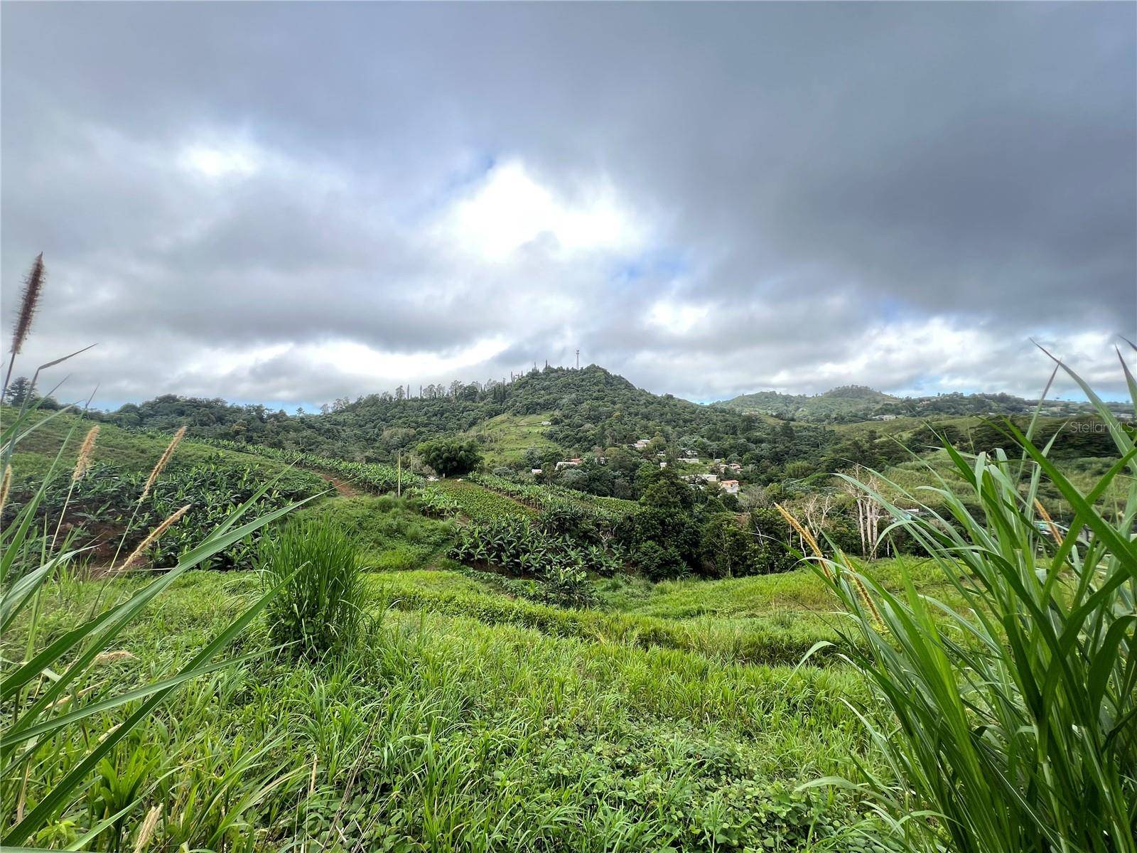 KM 0.2 INT Bo. Helechal PR 152, Barranquitas, PR 00794