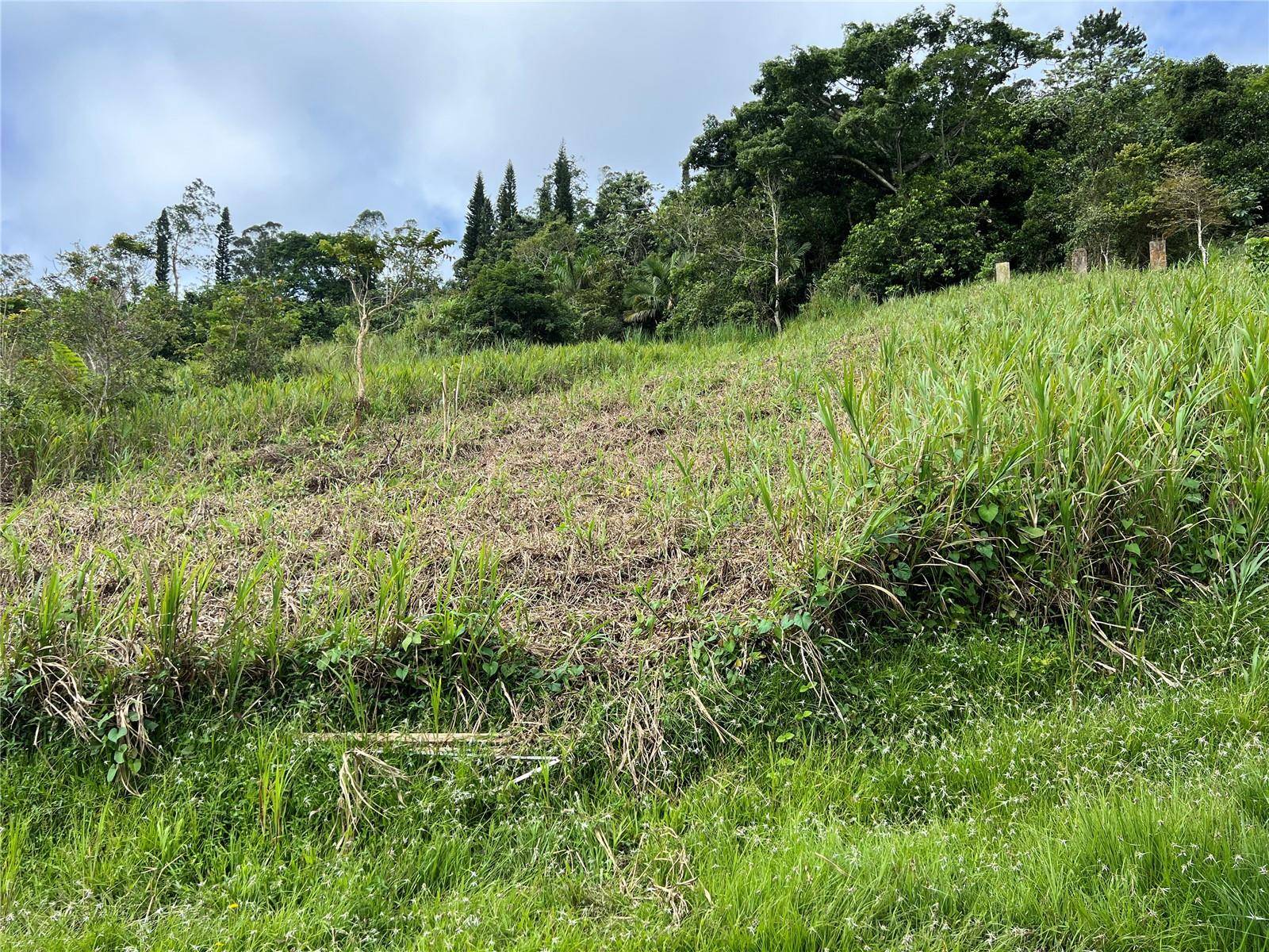 KM 0.2 INT Bo. Helechal PR 152, Barranquitas, PR 00794