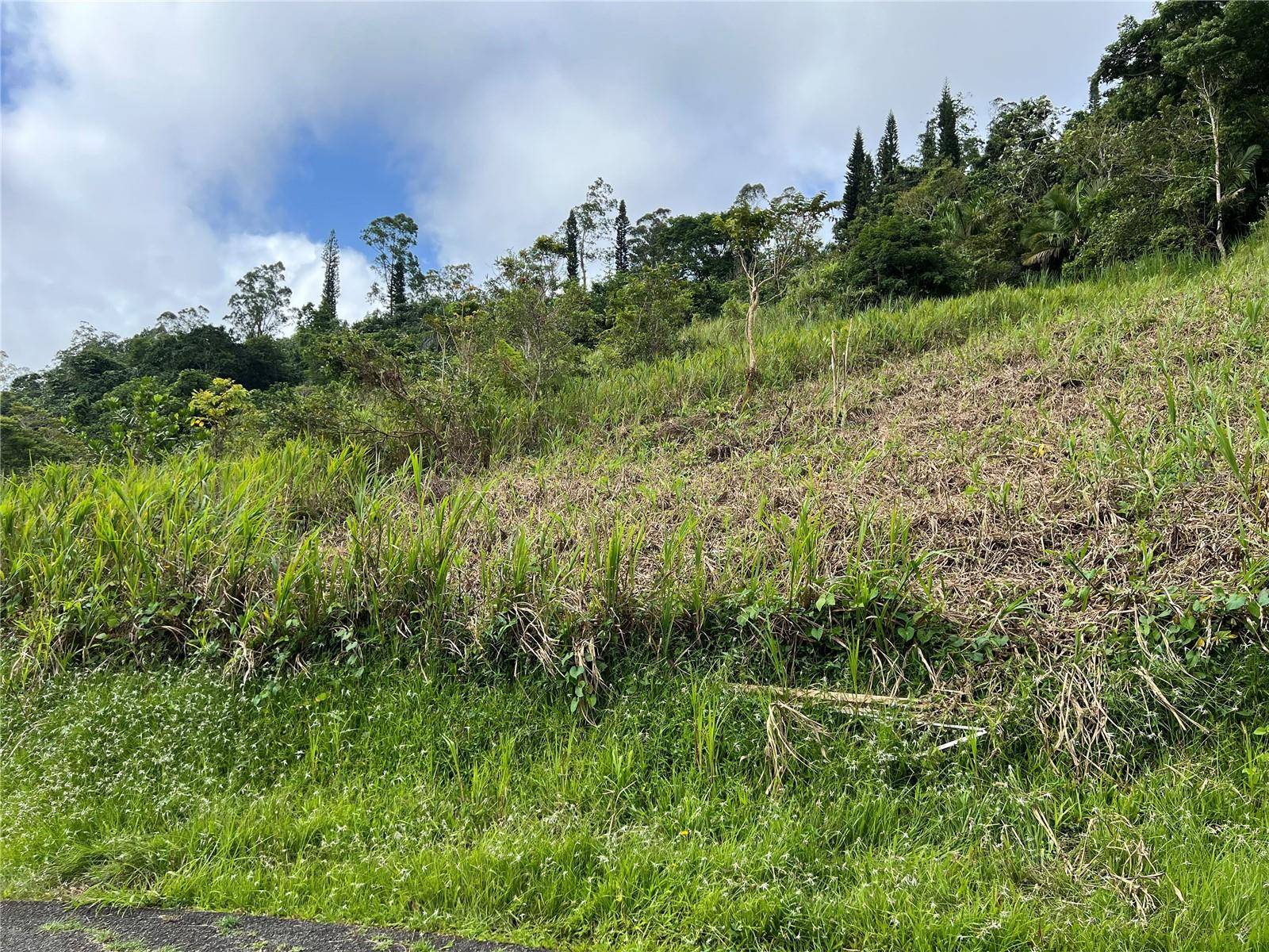 KM 0.2 INT Bo. Helechal PR 152, Barranquitas, PR 00794