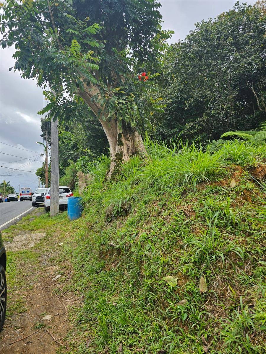BO MULAS PARC B, CARR 179 KM.HM 20.9, Aguas Buenas, PR 00703