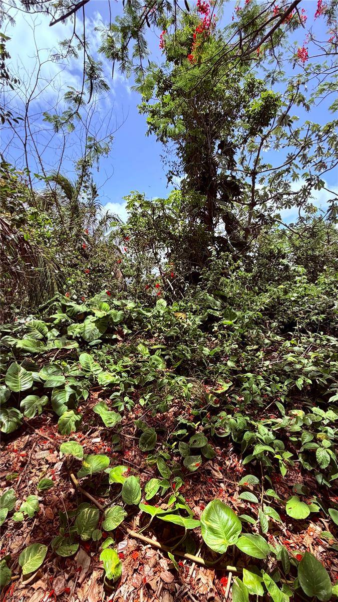 PR-715 KM 5.7 INT CERCADILLO, Cayey, PR 00736