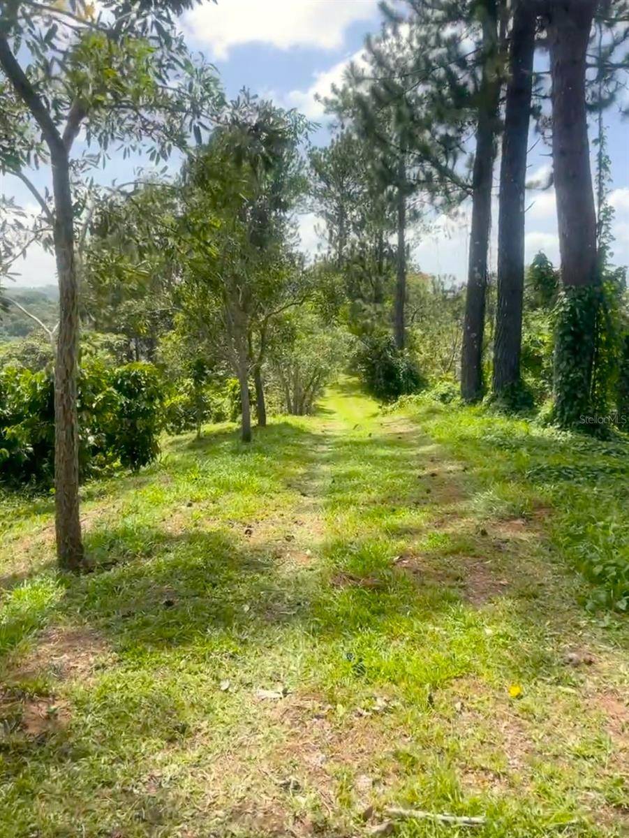 Solar 19 BARRIO CORDILLERA, Ciales, PR 00638