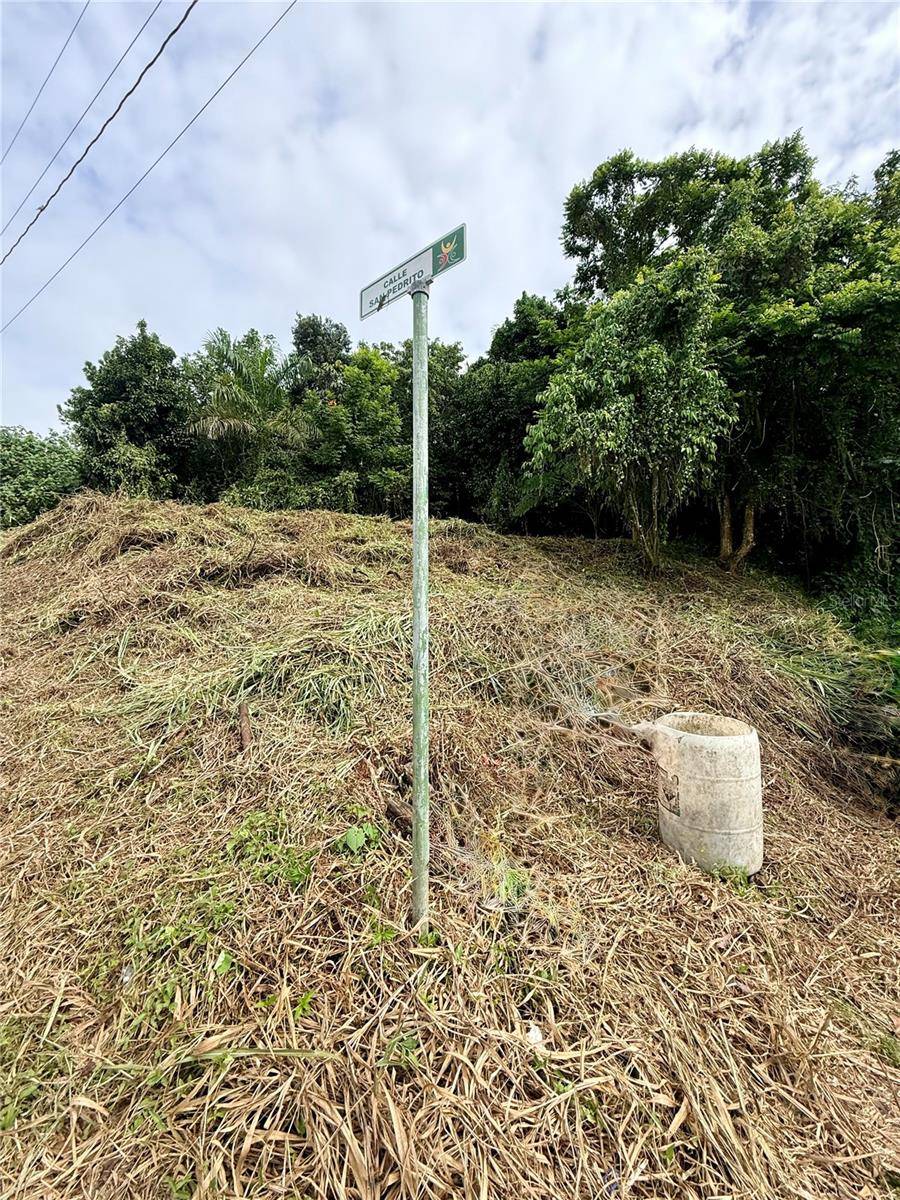 CALLE PINEROS, Cayey, PR 00736