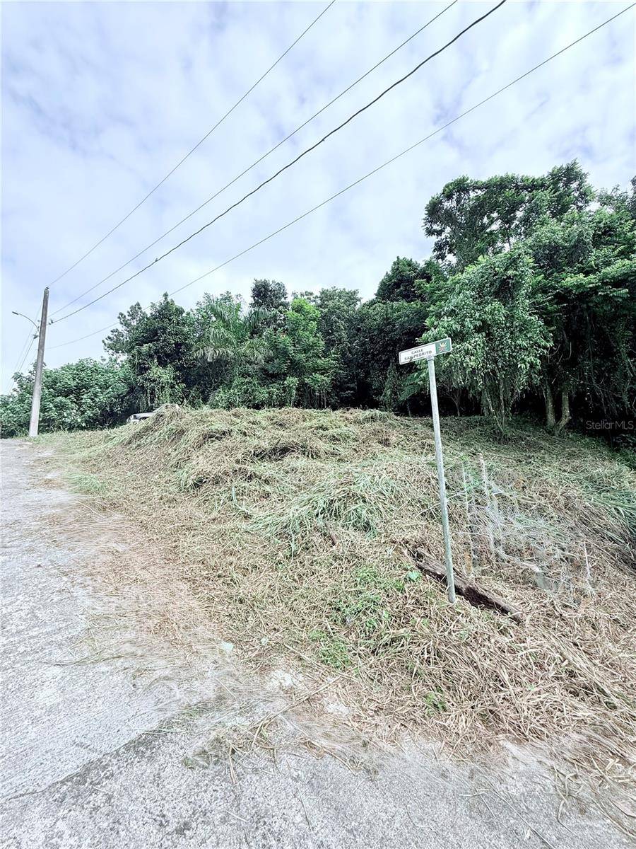CALLE PINEROS, Cayey, PR 00736