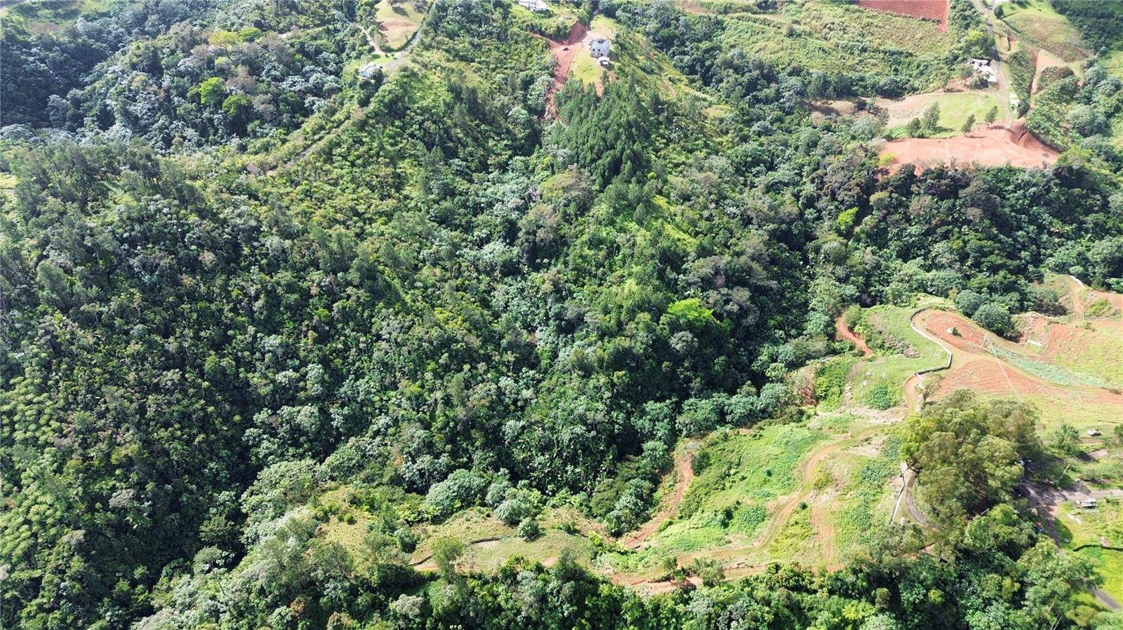 Bo. Maná CARR. 802 KM 2.5, Corozal, PR 00783