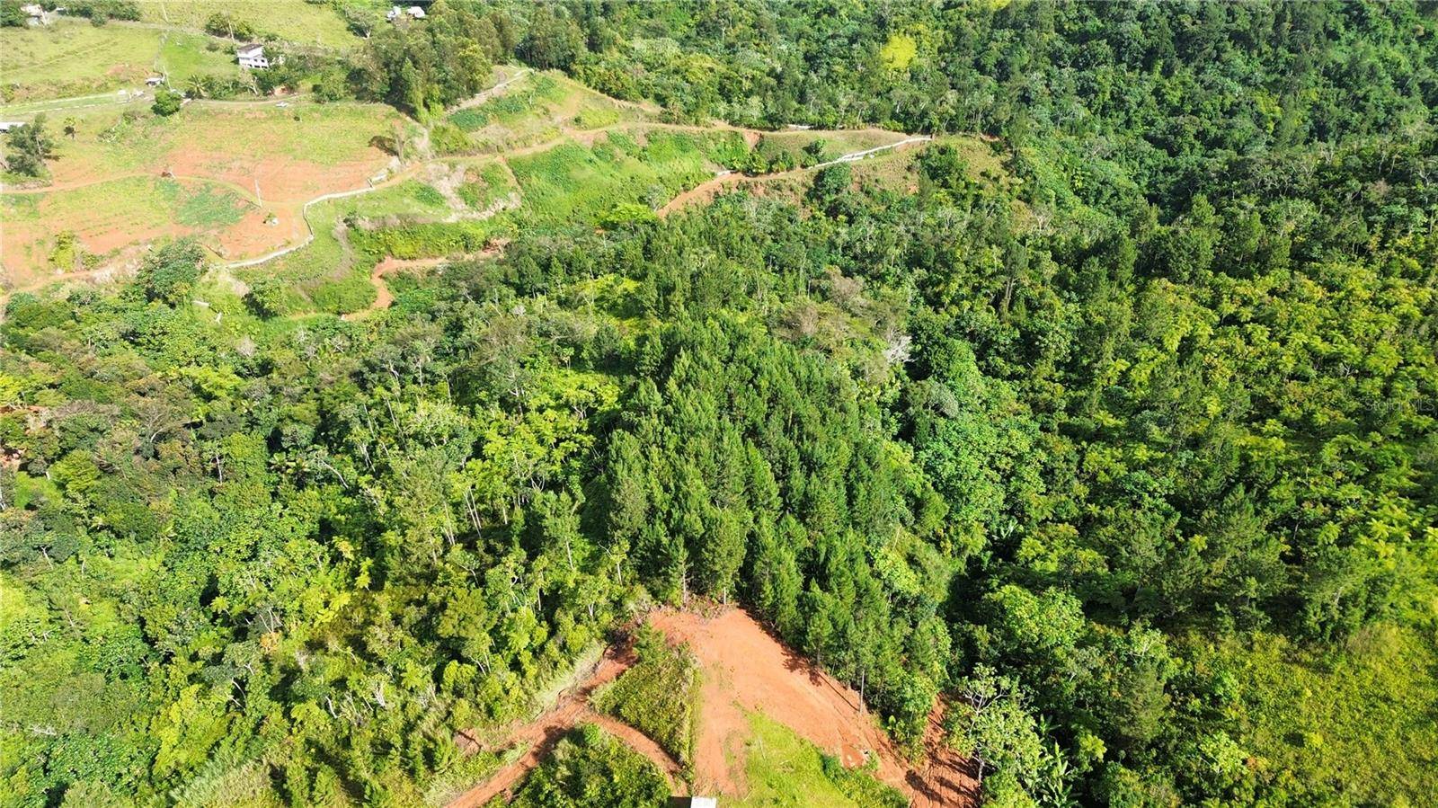 Bo. Maná CARR. 802 KM 2.5, Corozal, PR 00783